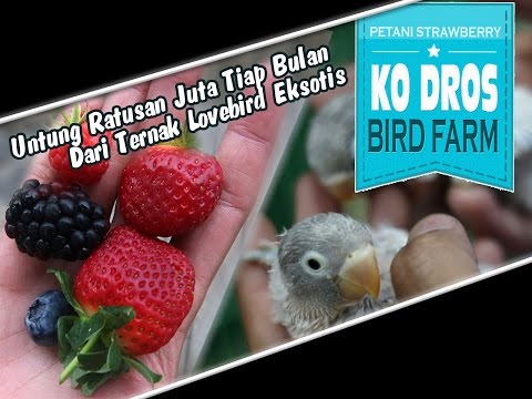 Kisah Sukses Mr Ko Dros Peternak Lovebird Eksotik Exotic 