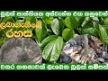 තනි ඉන්නට වසර ගනනාවක් පරිභෝජනය සඳහා ස�
