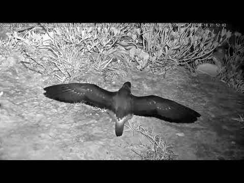 Zephyr Fledges! CahowCam2 Chick Takes Flight | Nonsuch Expeditions | Cornell Lab – June 10, 2020
