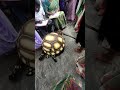 ಛದ್ಮವೇಶ ಸ್ಪರ್ಧೆ ಆಮೆಯ ವೇಷಧಾರಿ ಮಗು