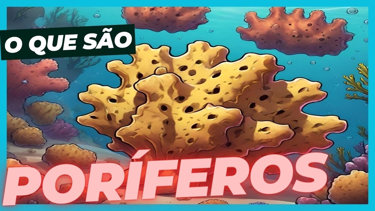 Poríferos - O Que São e Características #aulaonline