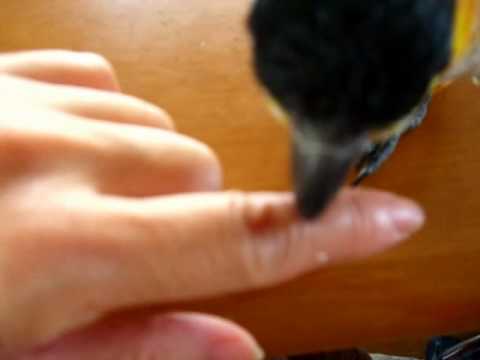 犬が傷口を舐めないようにしたい