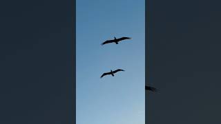 Birds flying over a cruise ship #birds  #cruise