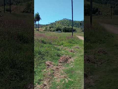 fazenda S Geraldo #tocantins #combinado