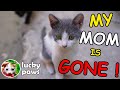 The Orphan Gray Tuxedo Kitten Gets A Lot Of New Friends And Reacts 4K UHD Kitten Lucky Paws