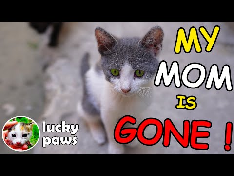 The Orphan Gray Tuxedo Kitten Gets A Lot Of New Friends And Reacts (4K UHD Kitten) | Lucky Paws