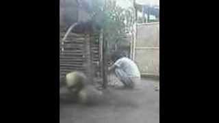 I know i&#39;m not the perfect girl, You hurt me too much - Papet