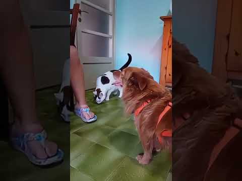 Video di AARON