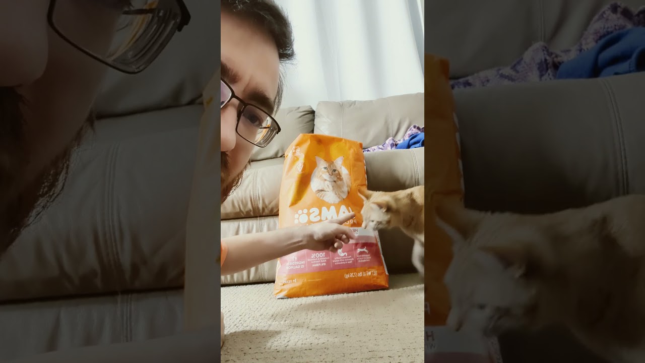 Meet My Adorable Cat - Just Like the One on the Bag!