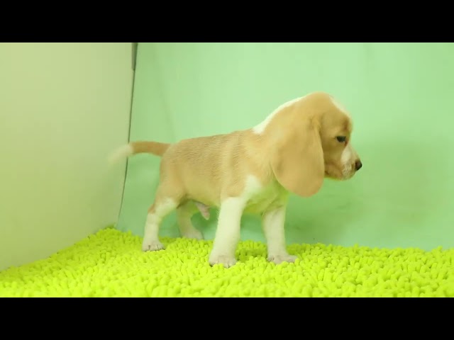 ブリーダー/ショップマロニエケンネル MARRONNIER KENNELのビーグルで番号が3052です