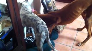 Whippet Paige, pharaoh hound Nubi &amp; squeeky ball