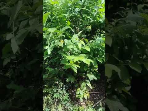 Reforma Agraria y Reserva Campesina en la baja Guajira.