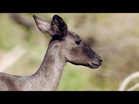 Top Breeder Reveals Secrets of RARE BLACK IMPALA