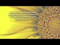 The National - England ( With Lyrics )