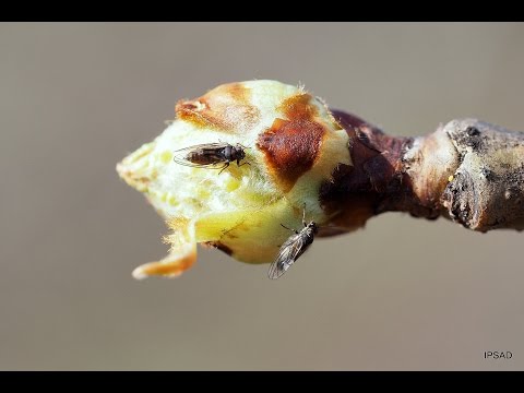 Miodówka gruszowa 2016