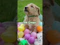 Goldendoodle dogs for sale: Mr Green - Video 3