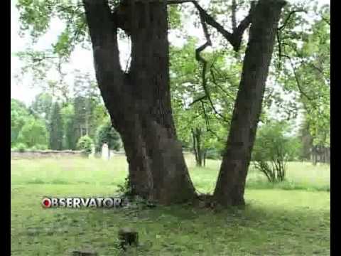 ATRACTII INEDITE LA AVRIG.flv