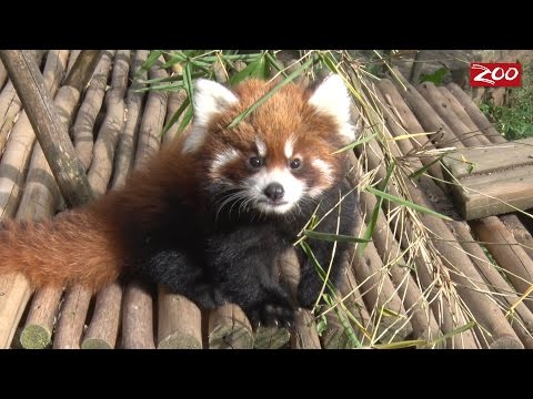 Red Panda Cubs Take a Walk Outside