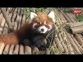 Red Panda Cubs Explore the Outside World 