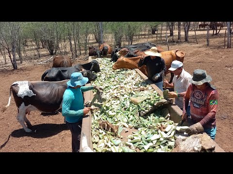 SEU BIGA CORTA PALMA MEIO DIA EM PONTO A LUTA É PESADA EM ALCANTIL-PB 