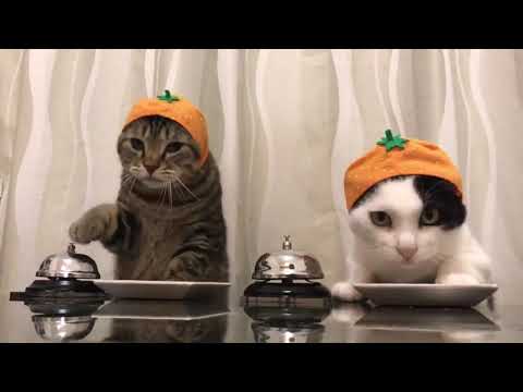 Skinner: operante Konditionierung Katzen