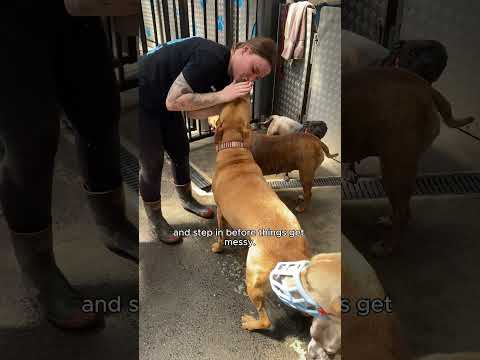 K9 Heaven 5