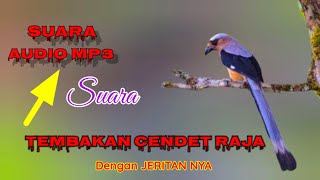 Download lagu Suara Cendet Raja, Pentet Raja. Bukan Cendet yang biasanya/kita punya !! mp3