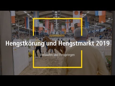 Hannoveraner Hengstkörung 2019 - Freilaufen und Freispringen