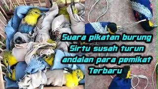 Download lagu Suara pikat burung Sirtu yg susah turun andalan para pemikat Sirtu terbaru mp3