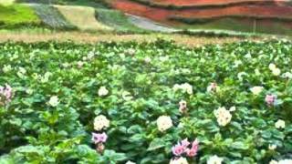 Bronski beat  - The potatoe fields