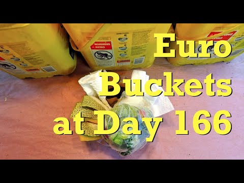 Yellow worm buckets with Euro nightcrawler on day 166 - vermicompost