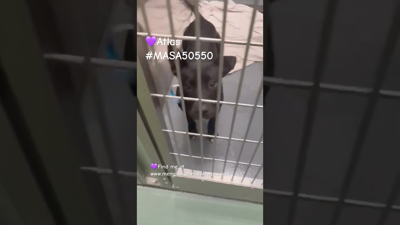 Enlarge Atlas, a Adoptable Mixed Breed in Memphis, TN video 2/4
