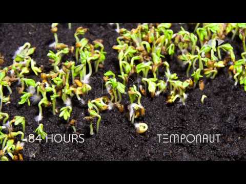 Cress Seeds Germination and Growth Time-lapse