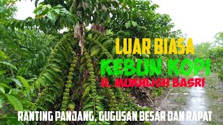Download lagu LUAR BIASA KEBUN KOPI RANTING PANJANG BUAH RAPAT  || Tukang Ngopi Jalan-jalan mp3