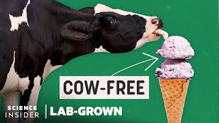 Can Lab-Grown Dairy Give Us A Cow-Free Future? | Lab-Grown | Science Insider