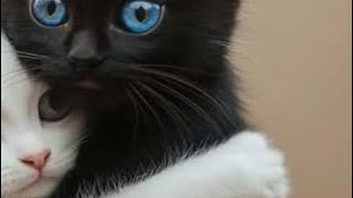 🦴Skeletons in Their Closet Steps Out 🍴 in True Coined Fashion 💿At the Anniversary Party 🥳