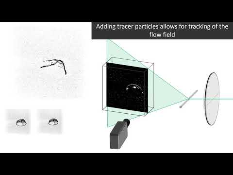 Simultaneous imaging of zooplankton morphology and wakes through 3D scanning particle image veloc...