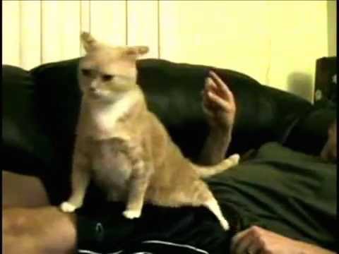 Divertidísimo: ¿Has Escuchado a Un Gato Cantando Ópera?