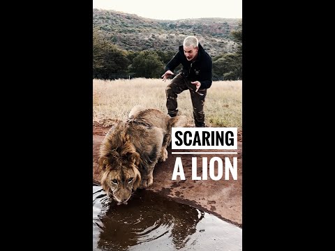 Scaring a Lion🦁  #shorts