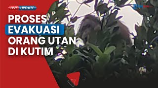 BKSDA Kaltim Kembali Evakuasi Orang Utan Jantan di Kongbeng: Sehat dan Layak Dilepasliarkan
