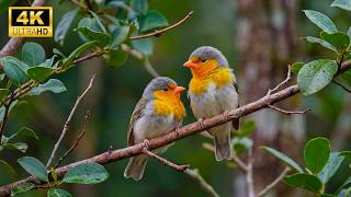 Download lagu Birdsong Nature’s Cure: Relaxing Bird Sounds for Deep Healing, Anxiety Relief & Mind Renewal mp3
