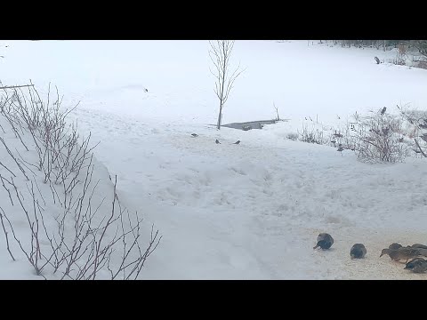 Ducks and Blue Jays Having Breakfast