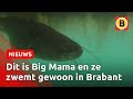 Enorme meerval trekt duikers naar de Kempervennen | Omroep Brabant