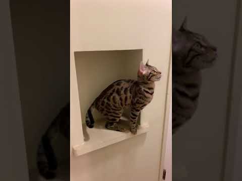 Bengal Cat Surprise Jumps to Human's Shoulder