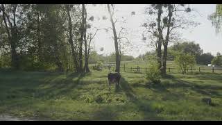 Shot in the village, a cow stands near the trees and grazes | Royalty free stock videos for download