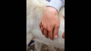 La orquesta de los perros