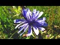 Rachmaninov: Vocalise - James Galway