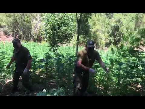(VIDEO) Decomisan marihuana en sector aledaño al Lago Machicura en la comuna de Colbún