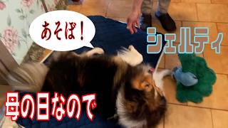 【シェルティ】母の日なので【フランス田舎暮らし🇫🇷】#犬の散歩 #賢い犬 #犬のいる暮らし #マイペースな犬