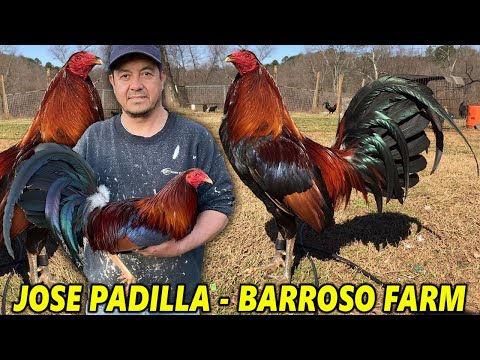 Hatch Kelso McRae Roundhead Grey - Barroso Farm Jose Padilla | Beautiful Birds